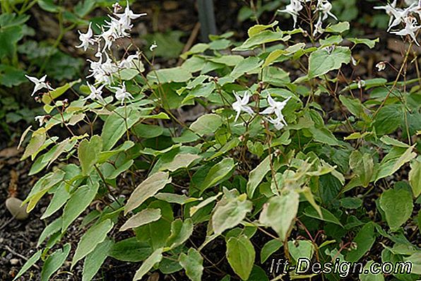 Az Epimedium fargesii 'Pink' Csillagképe, rengeteg virág