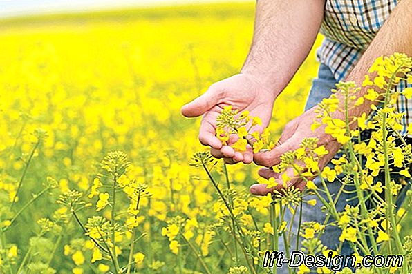 Az aromás növények termesztése során elkerülendő hibák