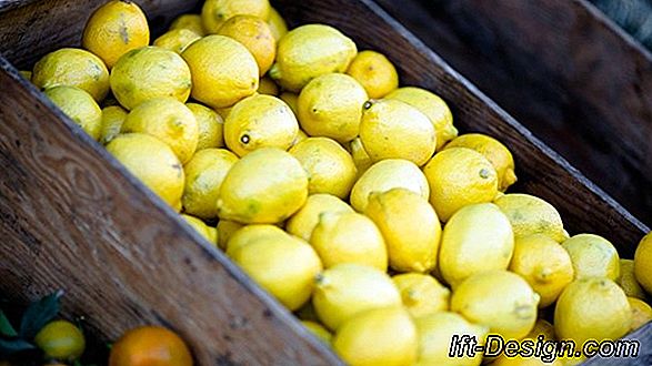 Minden a citrusfélék termesztéséről
