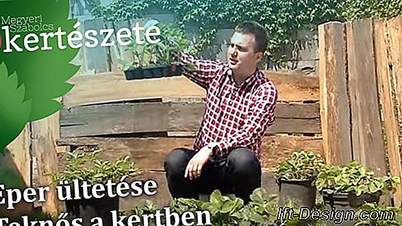 Videó: eper ültetése a kertjébe