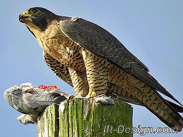 Falcon, emaljas tendence