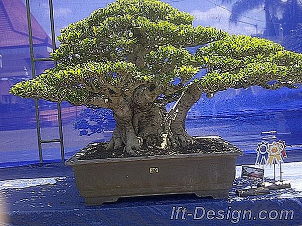 Budaya bonsai, sebuah seni