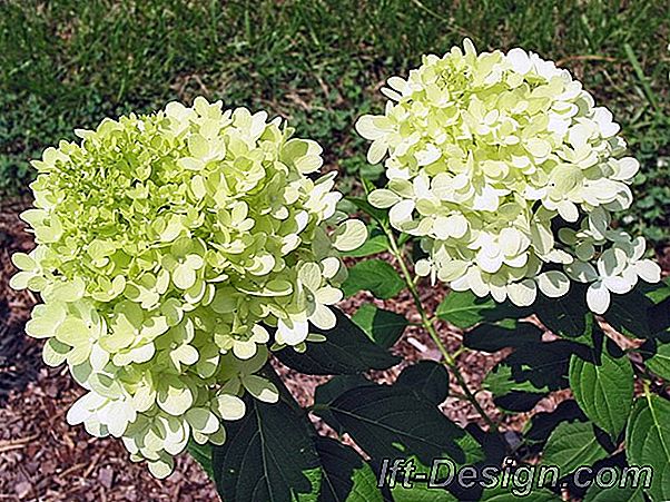 Hydrangea dan hydrangea: tips budidaya dan pemeliharaan