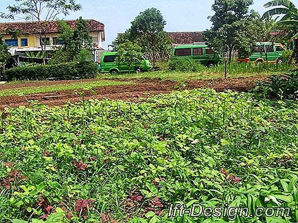 Video: Pupuk Dasar Kebun Anggur TFarm by Roni Tiger. 