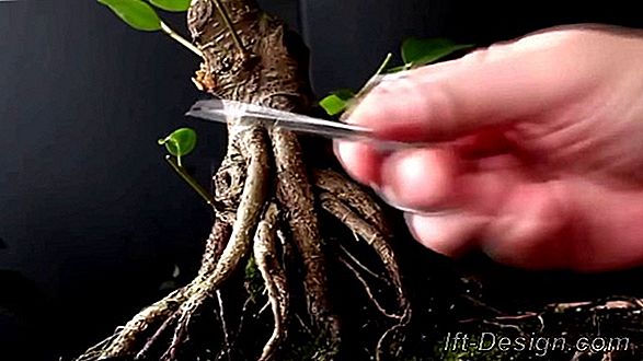 Video: Memelihara bonsai