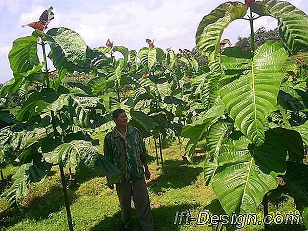 Sebuah pohon magnetik yang tidak kehilangan duri-duri!