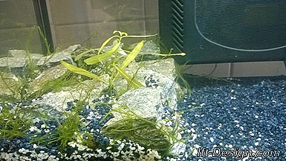 Aquascaping, o come ricreare un paesaggio nel mio acquario