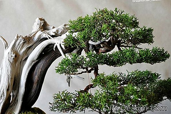 La cultura dei bonsai, un'arte