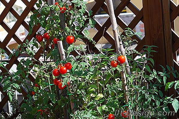 Cosa si può fare legalmente su un balcone?