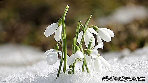 Il bucaneve, un fiore con migliaia di leggende