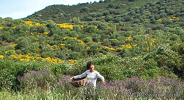 Passo dopo passo: produrre acqua di lavanda