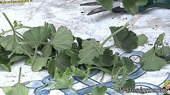 Video: cura un geranio le cui foglie si affievoliscono