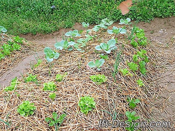 Cos'è un giardino di permacultura?