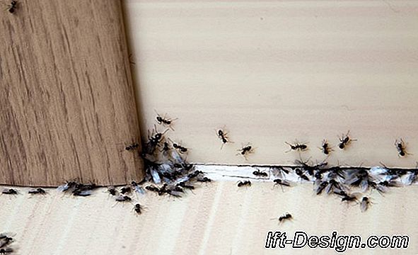 Sbarazzarsi di formiche: consigli naturali