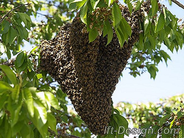 Susipažinkite su Call me spring kūrėju