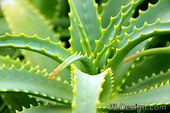 Aloe vera: kā to audzēt un izmantot?