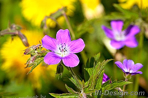 Geranium, ziedu raža vasarai