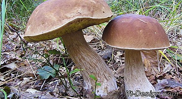 5 Tips voor het plukken van paddenstoelen