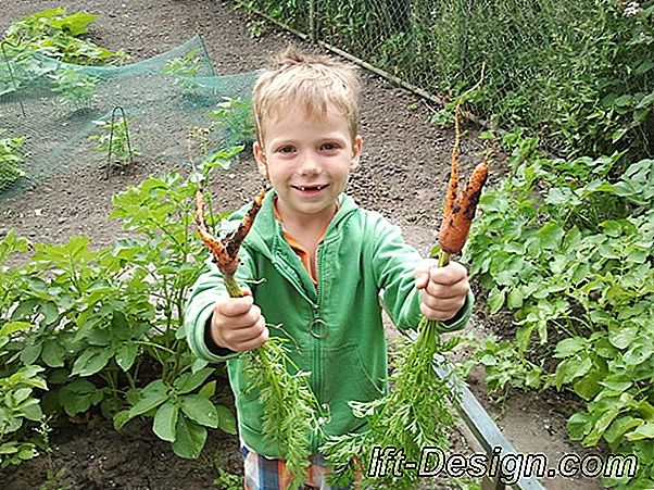 Maak een biologische tuin in zijn tuin