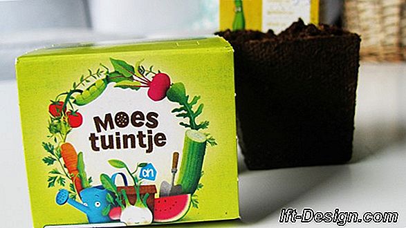 Hoe een cactus te onderhouden?