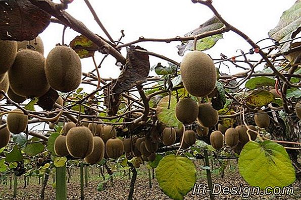 Hoe een kiwi te planten?