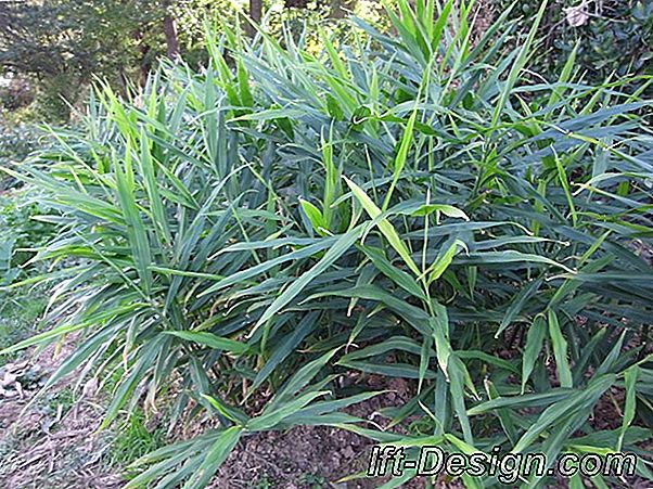 Papyrus, een exotische plant die gemakkelijk te kweken is