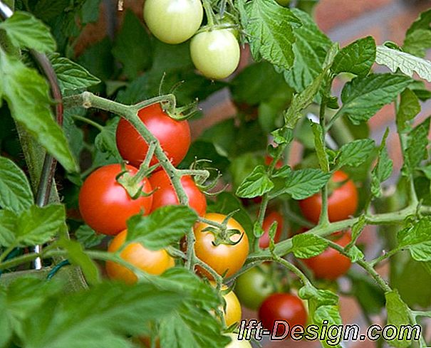 Plant tomaten