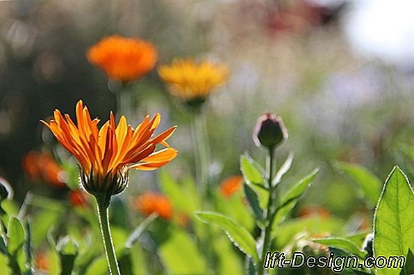 Onderhoud uw tuin in de herfst