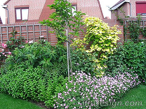 Decoratieve bomen en struiken: hoe kies je ze?