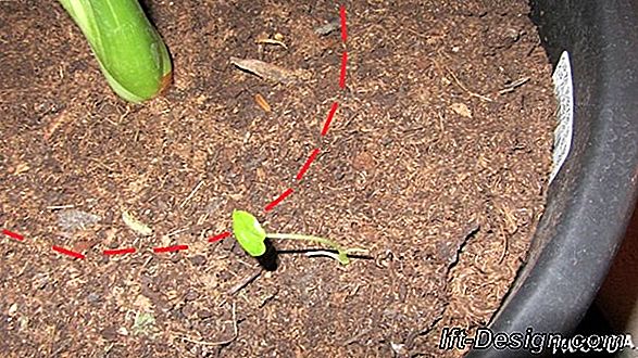 Video: verpot een cactus