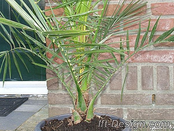 Een wijnstok in mijn tuin: wat te kiezen?