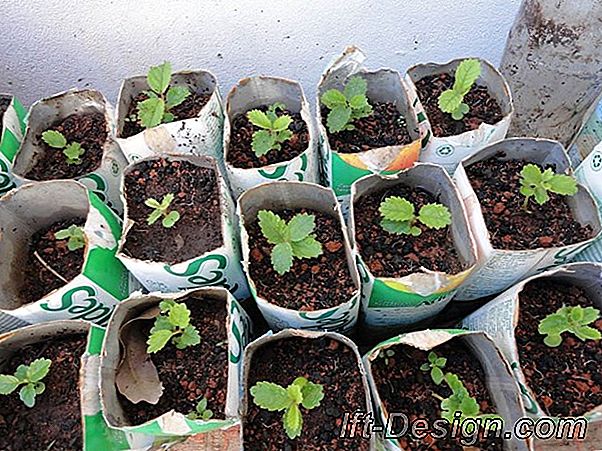 Tuto: cultivo de sementes germinadas em potes divertidos