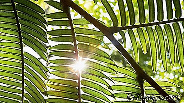 Um exótico terraço para o verão