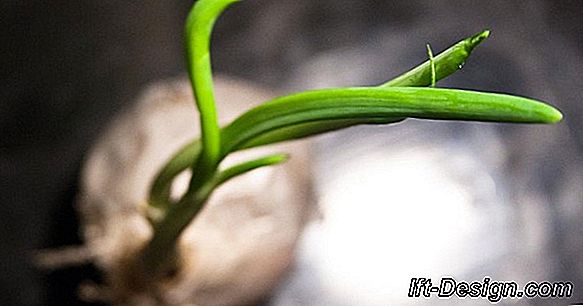 O cultivo de plantas carnívoras