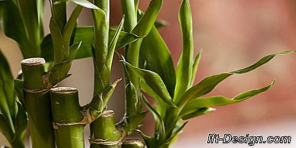 Vídeo: plante um bambu no seu jardim