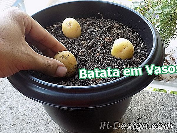 Vídeo: plantando morangos em seu jardim