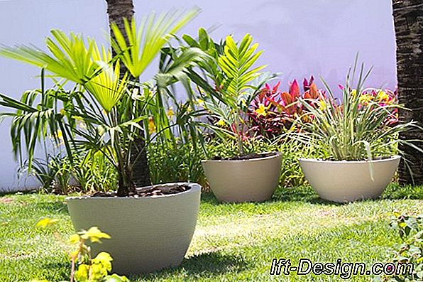 O que fazer no seu jardim em agosto?