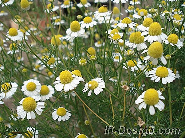 Quais plantas para uma desintoxicação chá de ervas?