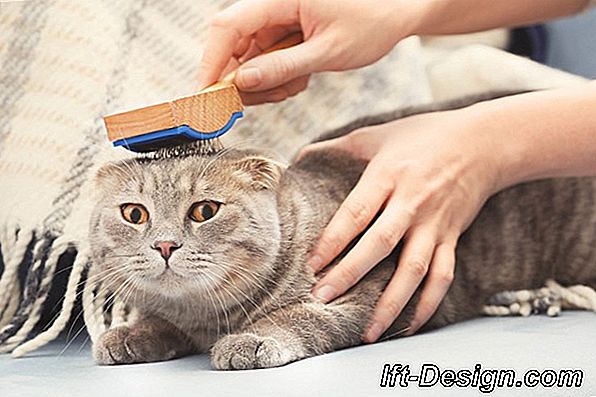 Como evitar a invasão de pêlos de gato em casa?