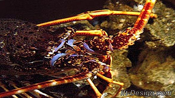 Lobsters, crabi și crustacee pe masa decorată