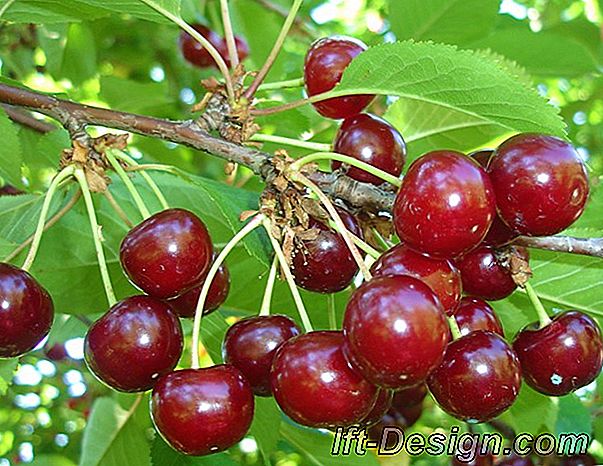Pomi fructiferi în formă mare în timpul verii: care sunt tratamentele pentru a le oferi?