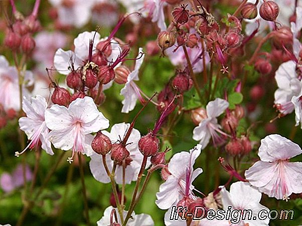 Geranium, o recoltă de flori pentru vară