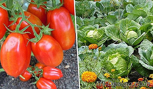 Cum să replanem legume, fructe și plante de pe piață?