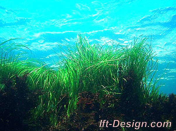 Seagrass nedir?