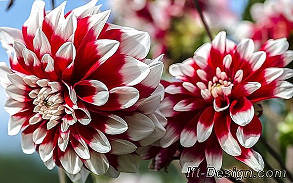 Dahlias hakkında bilinmesi gereken 5 şey