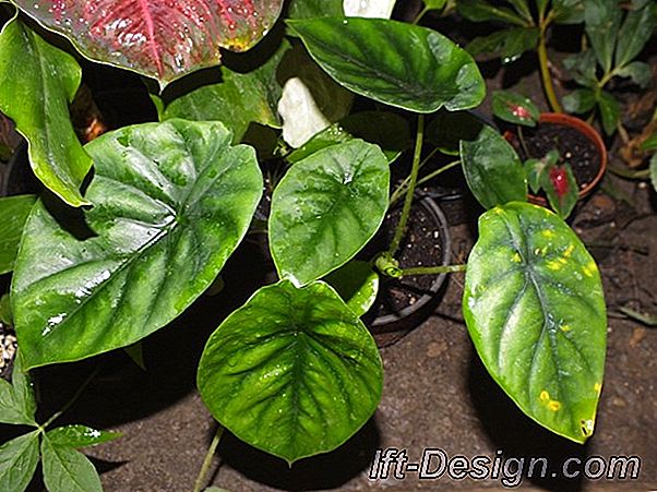 Alocasia, bir egzotizm konsantresi