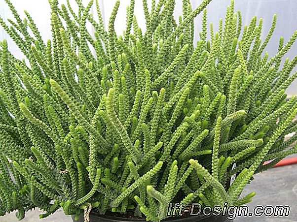 Succulents nasıl yetiştirilir ve korunur