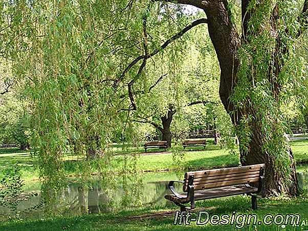 Jardin du fond de l'or'un yaratıcısı ve bahçıvanı Jacques Lubet ile buluşma