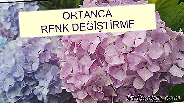 Video: Bir Ortanca Kesmek