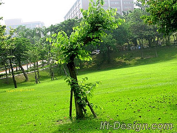 Phát triển không gian xanh của bạn... bãi cỏ